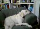 Buddy does Nothing