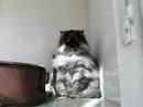 Othello (Reg 61) Lovely Persian cat