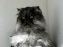 Othello (Reg 61) Lovely Persian cat