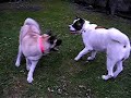 powerful akitas wrestling