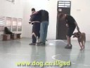 German Shepherd Dog demo at elementary school. ????? ????? German Shepherd Dog demo at elementary school. ????? ?????