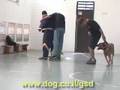 German Shepherd Dog demo at elementary school. אילוף כלבים