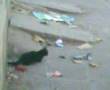 chat & bijous in boufarik - amine G -