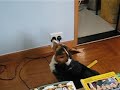 corgi loves watching sesame street corgi loves watching sesame street