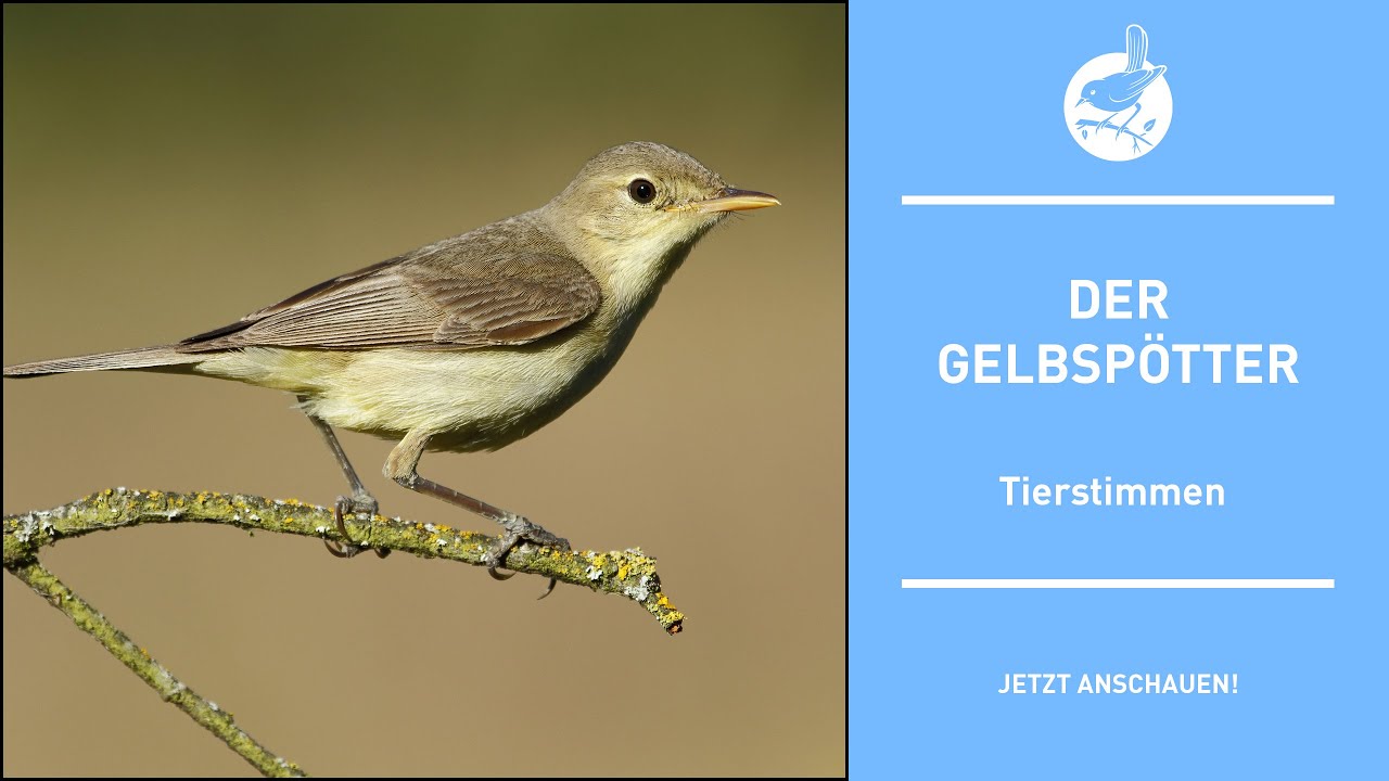Vogelstimmen: Der Gelbspötter - Icterine Warbler - Hippolais icterina (4k)