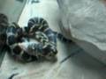 el ataque de la serpiente vol.1