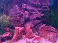 Neolamprologus pulcher-Daffodil