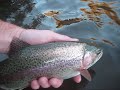Fly Fishing Frenzy | fly fishing the provo river | late night hatch