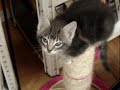 Kitten attack