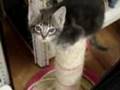 Kitten-attack