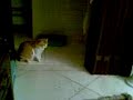Fifi and the magic carpet
