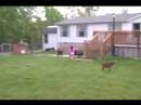 Just goats grazing in the front yard... Just goats grazing in the front yard...