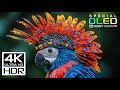 JAW-DROPPING 4K HDR 60FPS | DOLBY VISION (8K / 4K VIDEO TV T ..