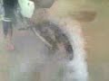 aliwal no cremem la rodaaa . . . aliwal no cremem la rodaaa . . .