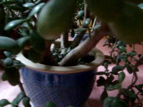 how to fertilize jade plant