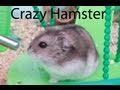 Crazy Hamster - Criceto folle