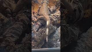 Bearded Dragons as Pets 😳 #reptiles #beardeddragon #beardeddragons #pets #lizards #waitforit #pet by Emzotic