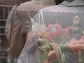 Liberacion de mariposas