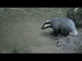Jazbec (Badger) II. Jazbec (Badger) II.