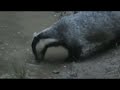 video Jazbec (Badger) II.
