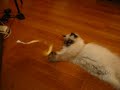 Cat VS FAN