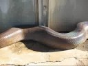 cobras