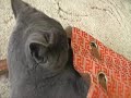 Russian blue cat II