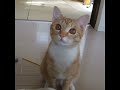 こむぎちゃん、遊んで欲しいと見つめてニャーンと鳴きます。 この後たっぷり遊んであげました。笑She is komugi. She'd like to play. At all times.Cute meow♡