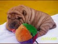 CANIL  KIOMA SHAR PEI 12/07/08