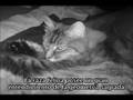 LA RAZA FELINA Y EL PLANETA X/NIBIRU (subtitulos en español)