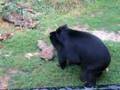 Bears-having-sex