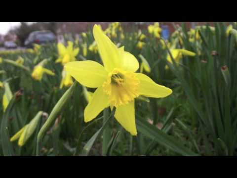 666JO5HY666 - Some photos I took with the S2500HD. I will have another video like this in a few weeks so I can get used to the camera as I have only had it for a few days.