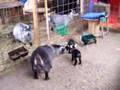 Newborn Pygmy goats dancing! (day two)