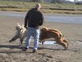Moley and Ghibli on the beach April 07