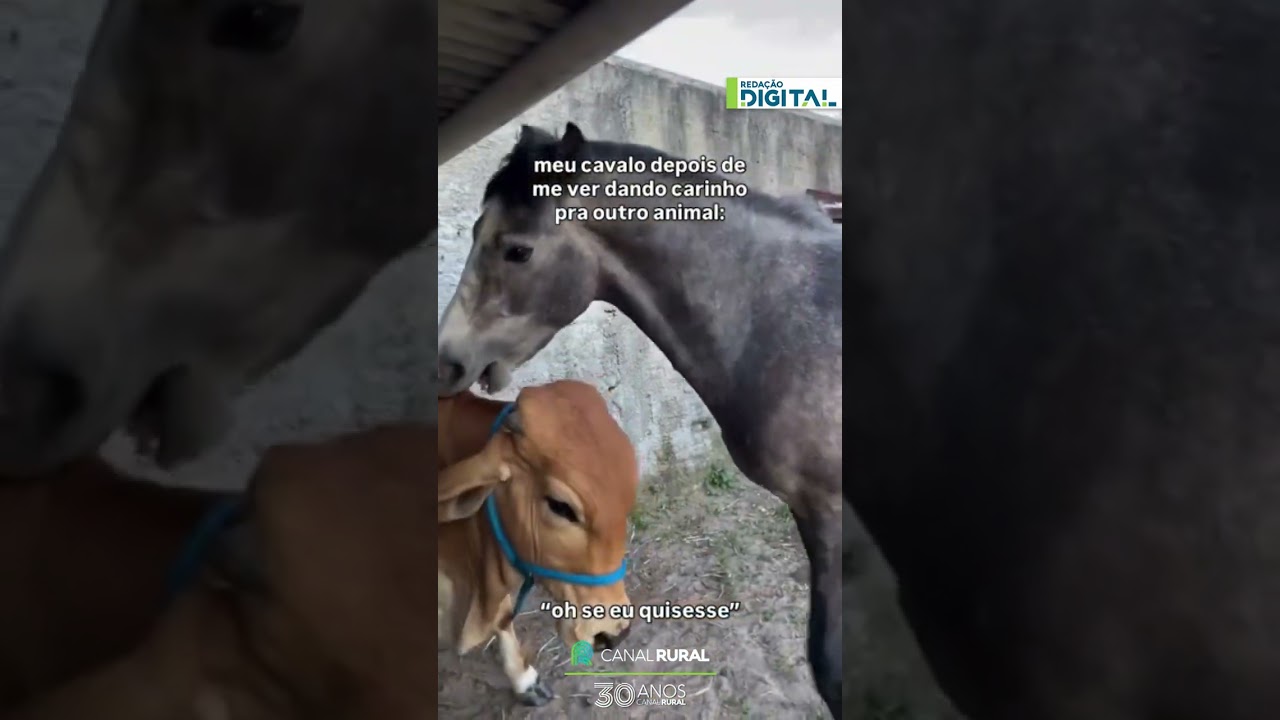 Cavalo com ciúmes de boi rende cena divertida