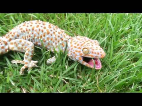 Lagartixa-tokay (Gekko gecko)