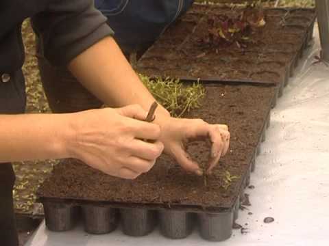 Просмотр видео