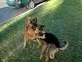great movie, slow motion of a game between to dogs.
