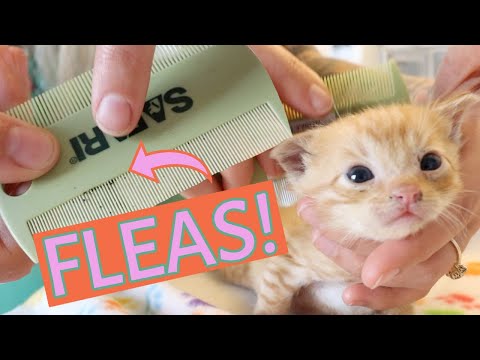 Ick! These Kittens Need a Flea Bath! (How to tell if a kitten has fleas--and what to do.)