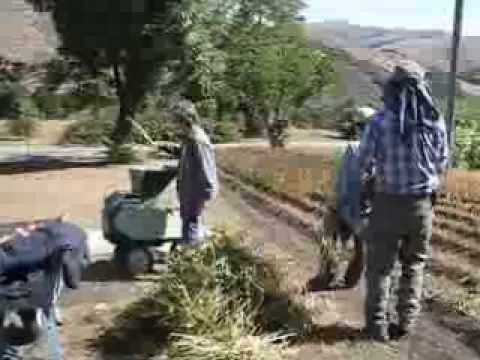 how to harvest buckwheat