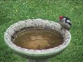 Great-spotted Woodpecker.