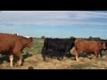 Limousin Bulls for Sale