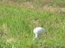 Intermediate Egret / Chu-sagi (?????)