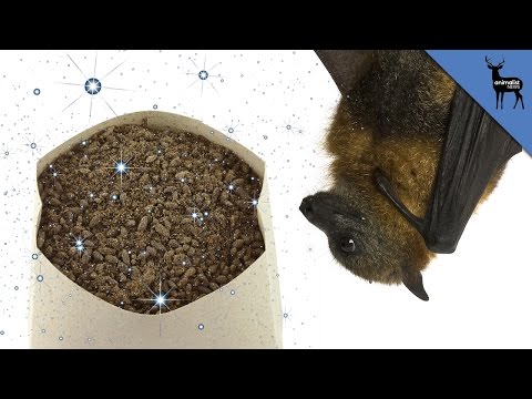 how to fertilize with bat guano
