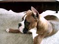 Rocky Irritating Max Rocky Irritating Max
