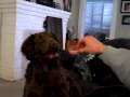 2010-03-09 | chesapeake bay retriever shirley likes cat toy ~> (<span>0:)