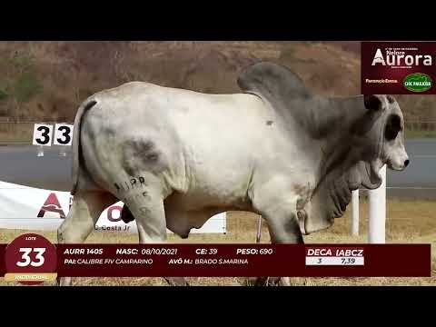 4� De Olho na Fazenda - NELORE AURORA participa��o Chico Paulic�ia