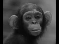 The Amazing Story of Jane Goodall - YouTube
