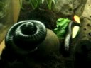 Millipedes, Cockrell Butterfly Center, Houston