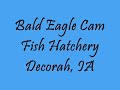 Bald Eagles visit nest Fish Hatchery, Decorah, IA